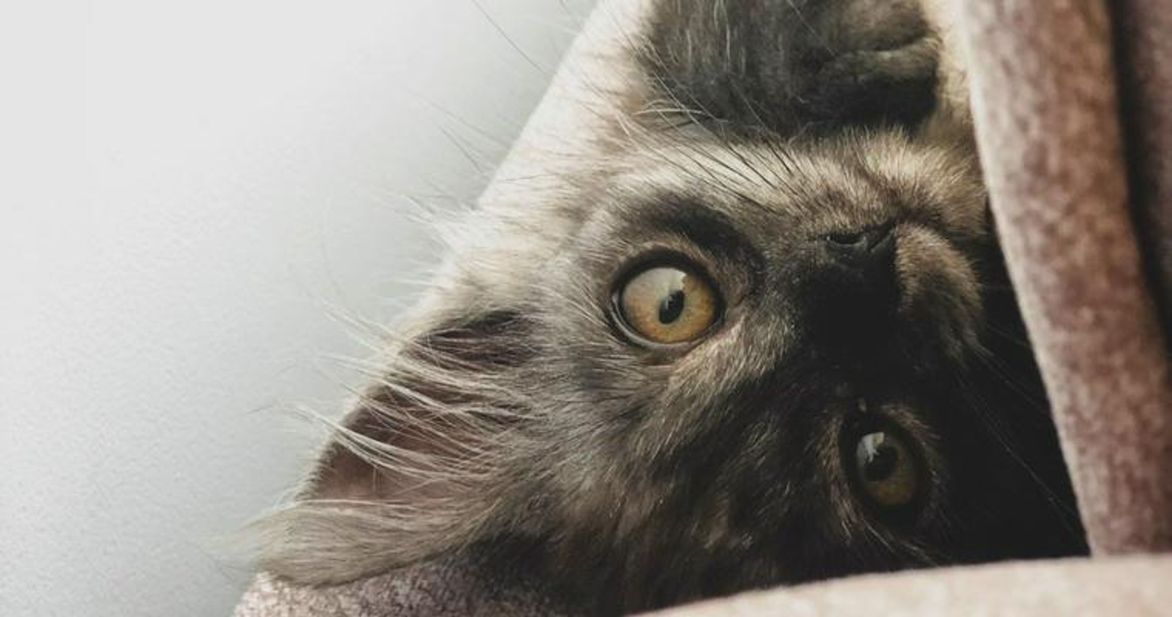 子猫の離乳食はいつから？　作り方や量、食べないときの食べさせ方を解説