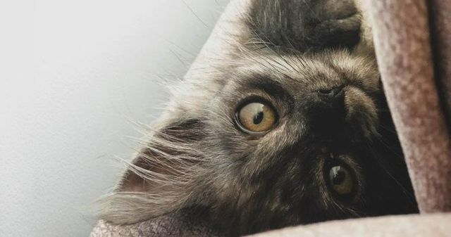 子猫の離乳食はいつから？　作り方や量、食べないときの食べさせ方を解説
