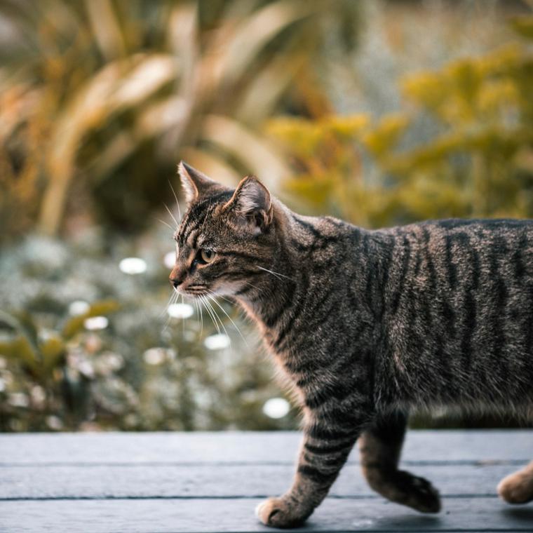 歩く猫