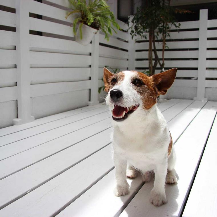 犬と一緒でもokな移動手段は 車や新幹線などでストレスを抑える方法も紹介 ペトコト