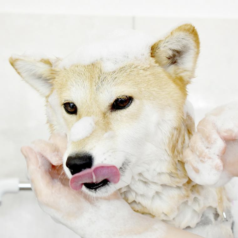 シャンプーをする際に気にすること