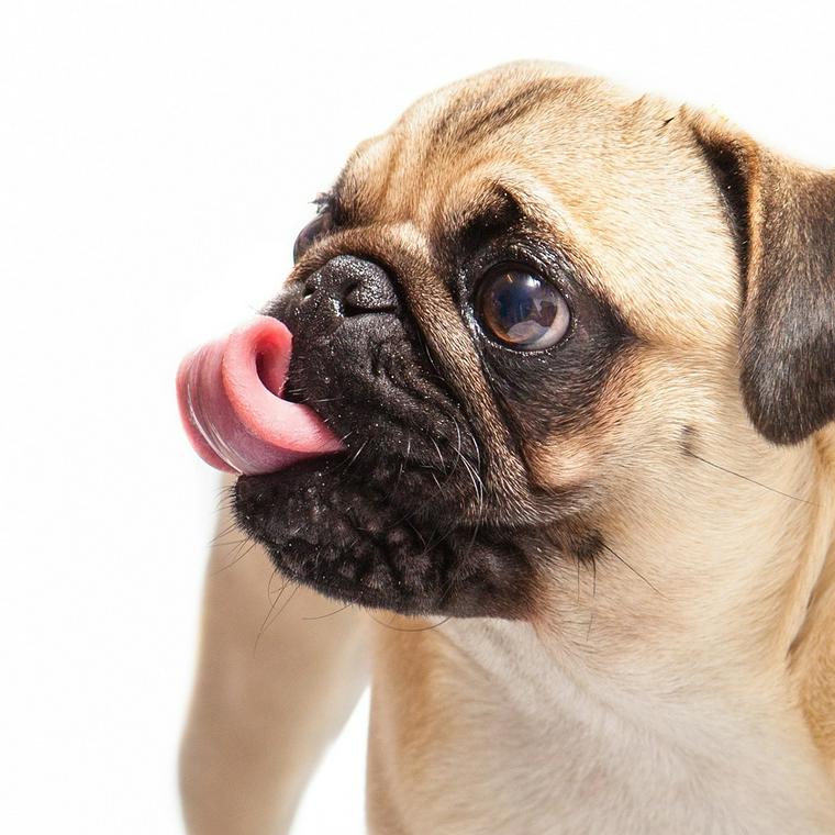 犬は明太子 たらこ を食べても大丈夫 塩分や唐辛子が病気のリスクに ペトコト