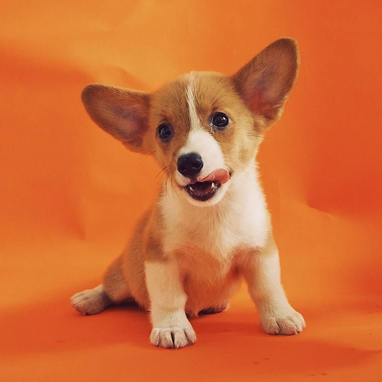 犬に紅茶は飲ませないで カフェイン中毒を引き起こす危険性も ペトコト