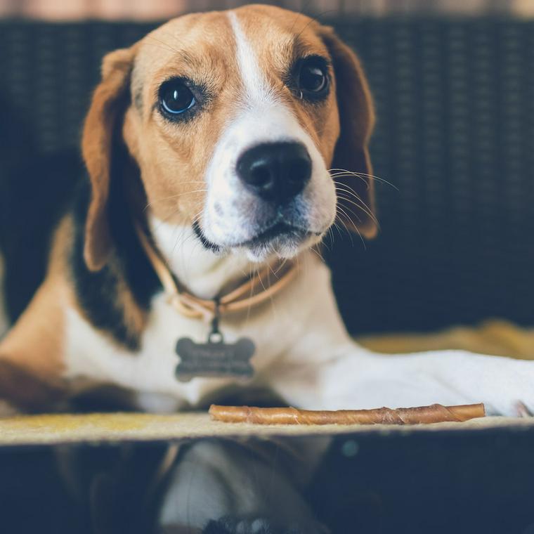 犬の大腸炎 症状 原因 治療法 自宅での対処法などを獣医師が解説 ペトコト