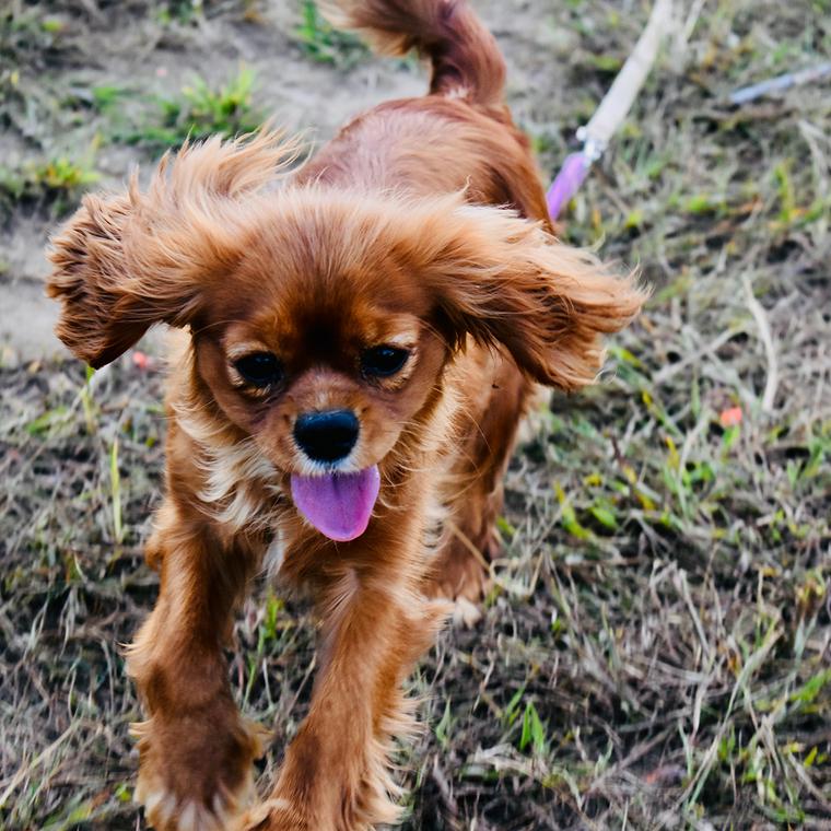 走る犬