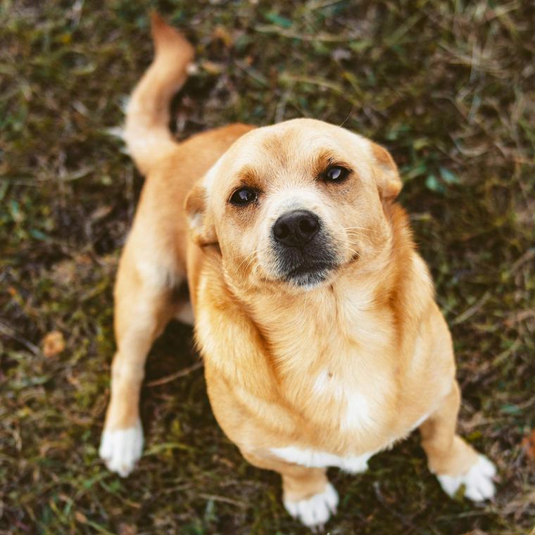 獣医師監修 犬の呼吸が速い 息が荒い場合に考えられる原因は 対処法などを解説 ペトコト