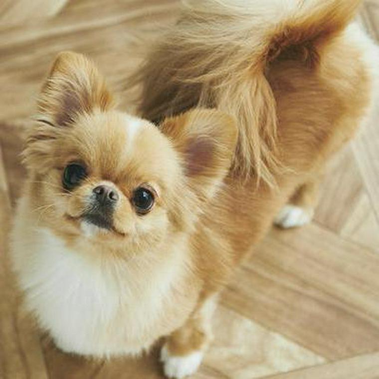 獣医師監修 犬の目が白いのは白内障 症状別に考えられる原因や病気 対処法を解説 ペトコト