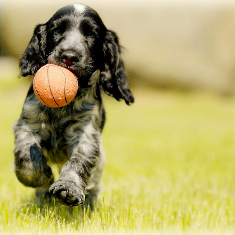 小型犬の種類とは 小型犬の基準や人気犬種について紹介 ペトコト