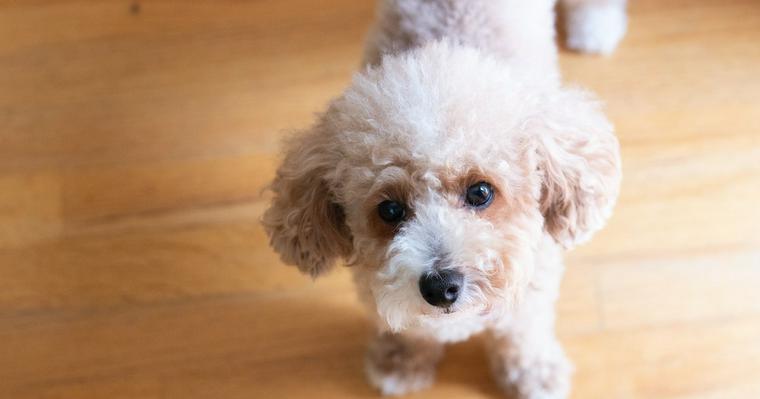 小型犬の種類とは 小型犬の基準や人気犬種について紹介 ペトコト