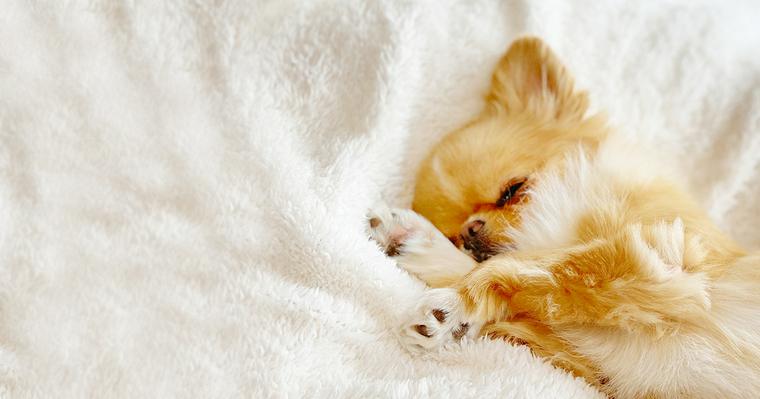 愛犬の寝相でわかる心理状態。犬の睡眠でわかる気持ちや健康状態を紹介