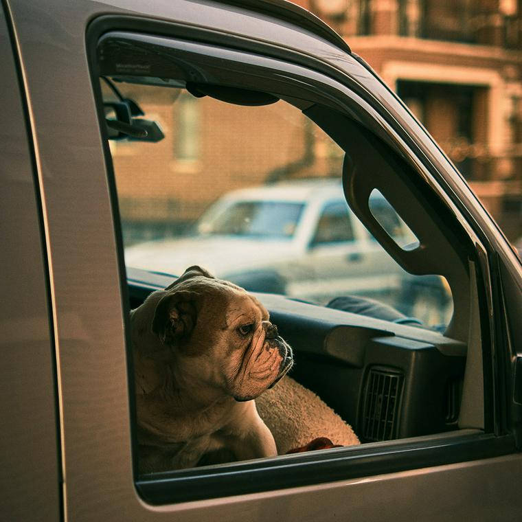犬も車酔いをする 症状や原因 対策をドッグトレーナーが解説 ペトコト