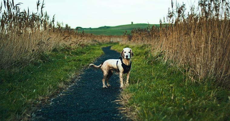 犬が脱走する理由は 脱走防止策と脱走させないためのしつけ ペトこと