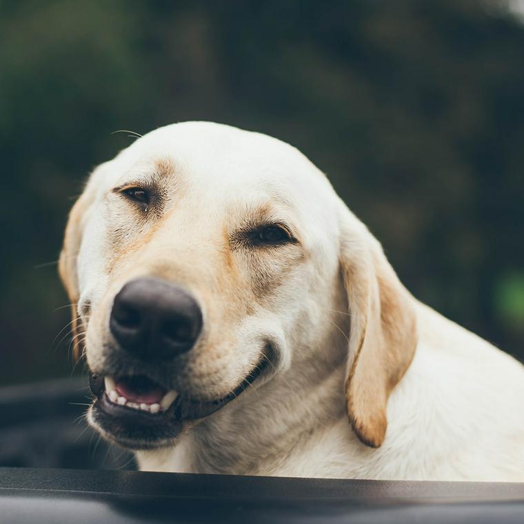 犬が脱走する理由は 脱走防止策と脱走させないためのしつけ ペトコト