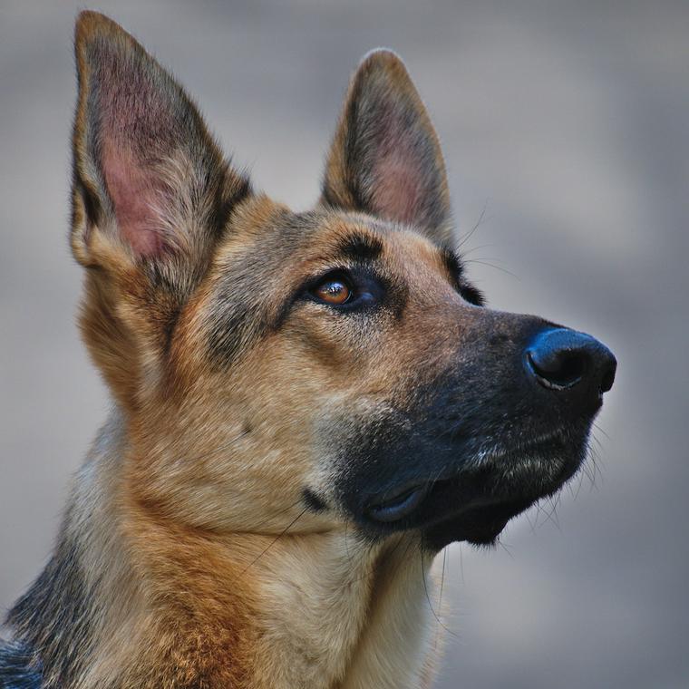 大型犬の種類とは 大型犬の基準や人気犬種について紹介します ペトこと