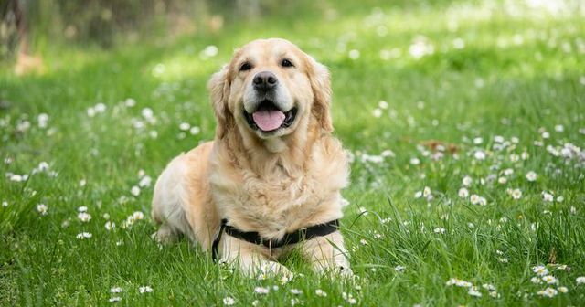 【トレーナー・獣医師監修】大型犬の種類とは？犬種ごとの特徴と飼いやすさを解説