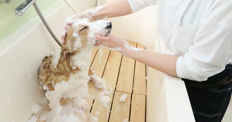 みんな正しいシャンプーをしてないかも? 愛犬のシャンプーアンケートと座談会でわかったこと