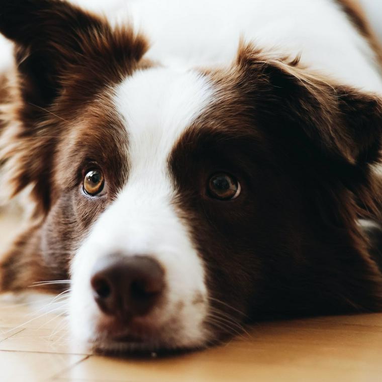 中型犬は飼いやすい 中型犬と呼ばれる基準や人気犬種について紹介 ペトコト