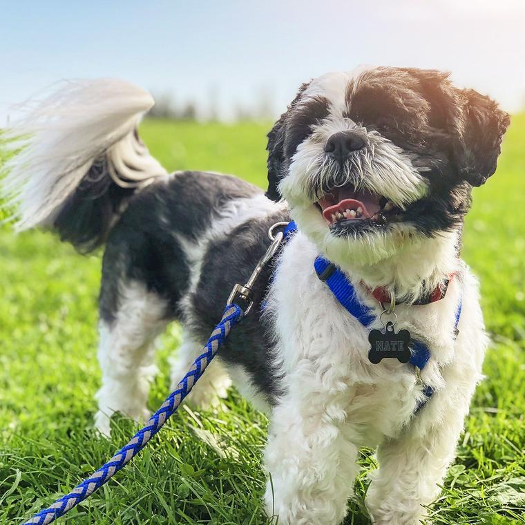 犬と暮らす