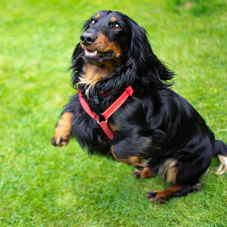 飼い主の前で踊る犬
