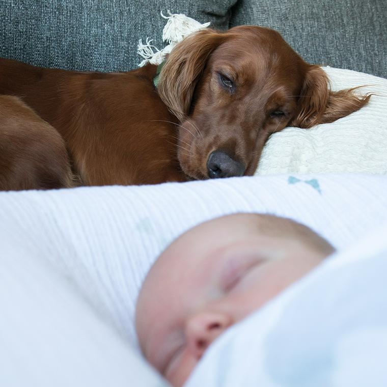 赤ちゃんと犬の同居は危険 アレルギーや事故から守るための注意点を紹介 ペトコト