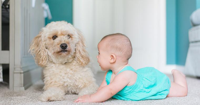 赤ちゃんと犬の同居は危険？アレルギーや事故から守るための注意点を紹介