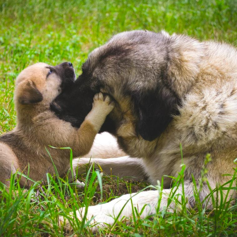 繁殖引退犬の迎えるために 里親になる準備からしつけ方 注意点まで プロが解説 ペトこと