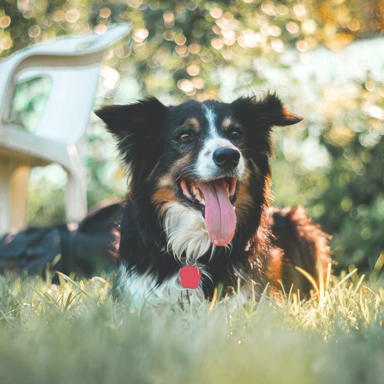 犬のおしっこの量が多い場合に考えられる原因や病気を獣医師が解説 ペトコト