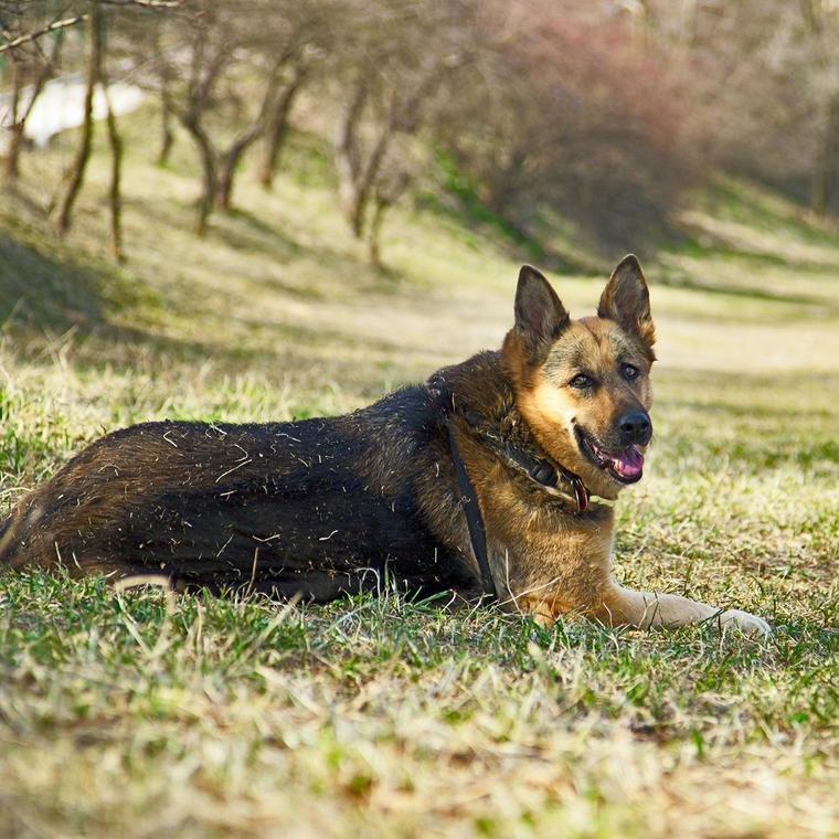 使役犬 しえきけん ってどんな犬 人のために働く犬の種類や仕事について紹介 ペトコト