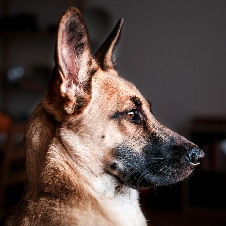 遠くを見つめる犬