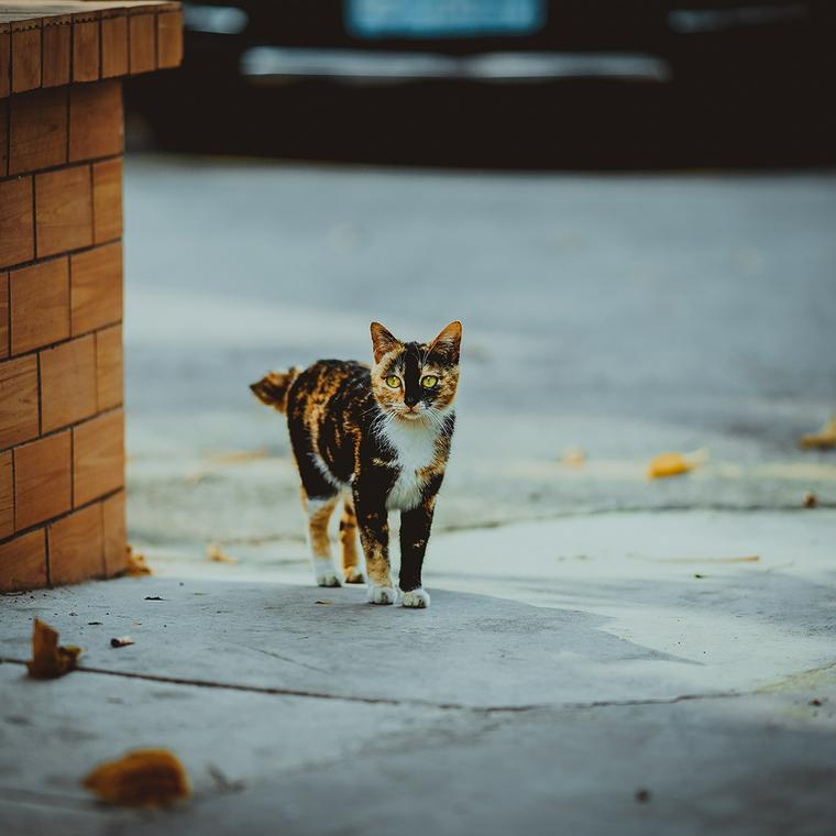 屋外にいる猫