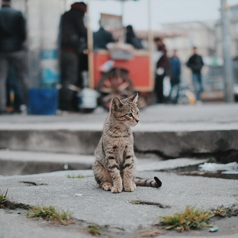 佇む猫