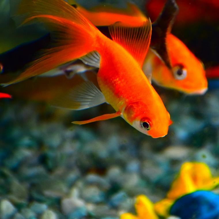 金魚