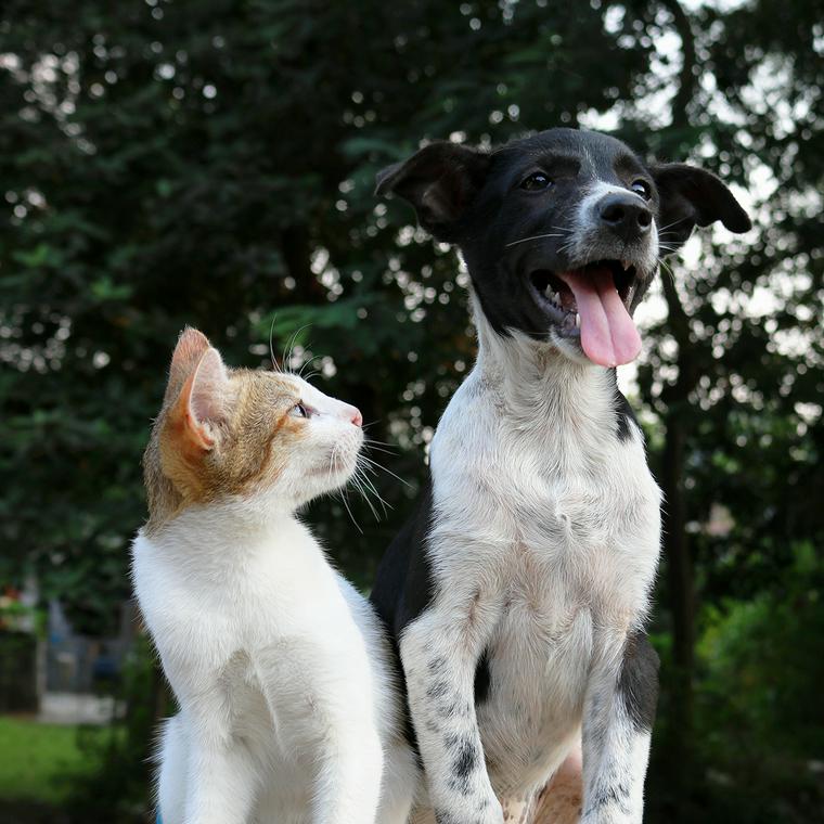 猫と犬