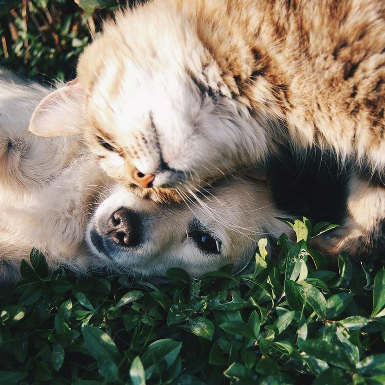 寄り添う犬と猫