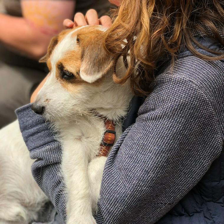 犬の正しい抱っこの仕方を知っていますか 抱っこの必要性や嫌がる理由について解説 ペトコト