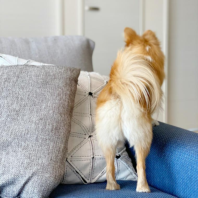 犬はかくれんぼが大好き タオルを使って愛犬と一緒に遊ぶ方法を紹介 ペトコト