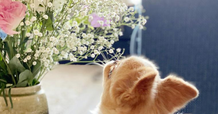 犬は花を食べても大丈夫？危険な花や安全な花、食べてしまったときの対処法を紹介