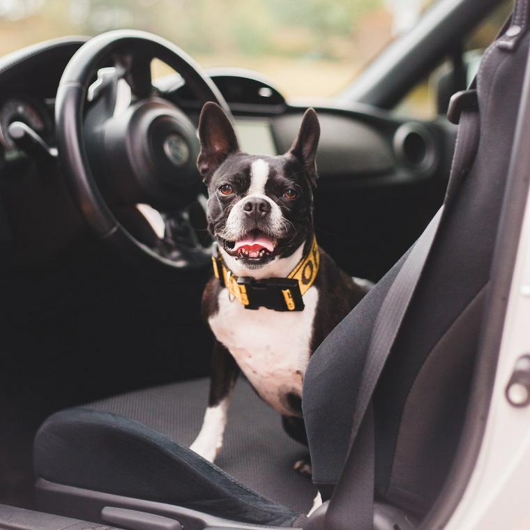 犬にシートベルトは必要？装着義務やおすすめの犬用シートベルトを紹介 | ペトコト
