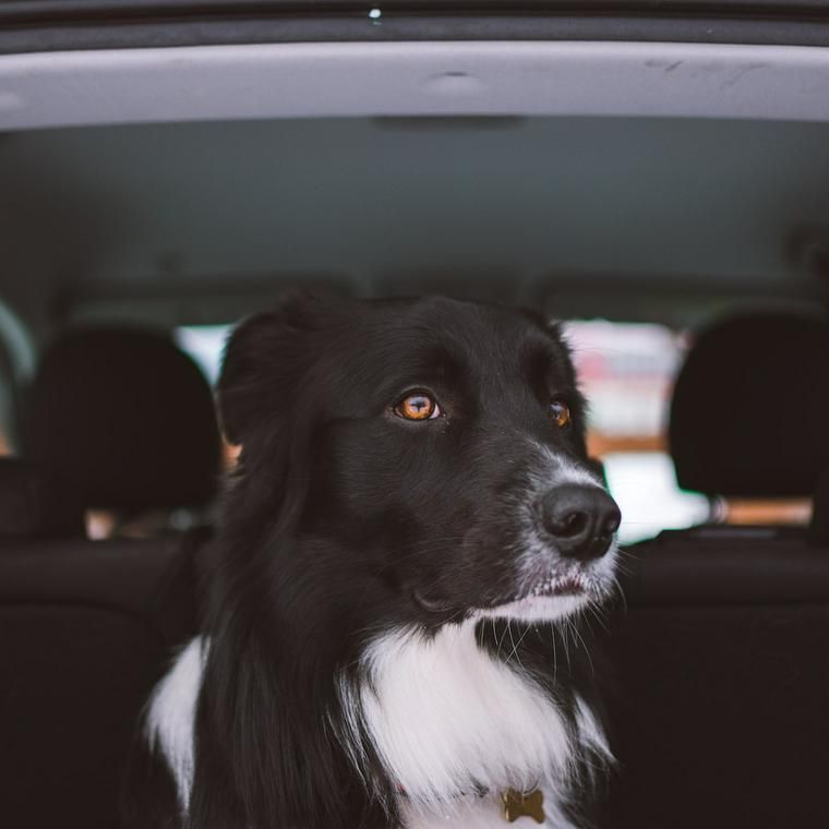 犬と車でお出かけしよう 乗せ方や車酔いなどの注意点 クレートなどのおすすめグッズを紹介 ペトコト
