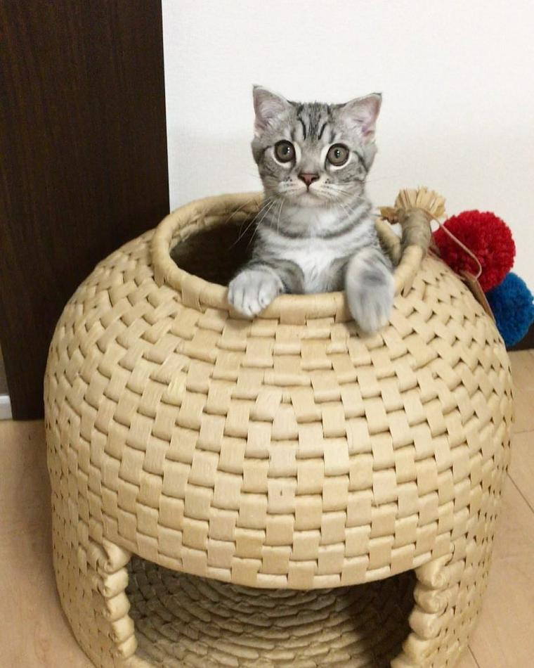 猫ちぐらおすすめ6選｜サイズの選び方と関川村・ふるさと納税での