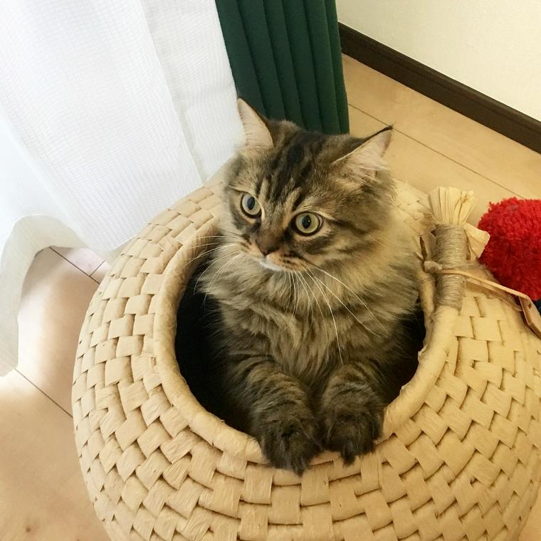 猫ちぐらから顔を出す猫