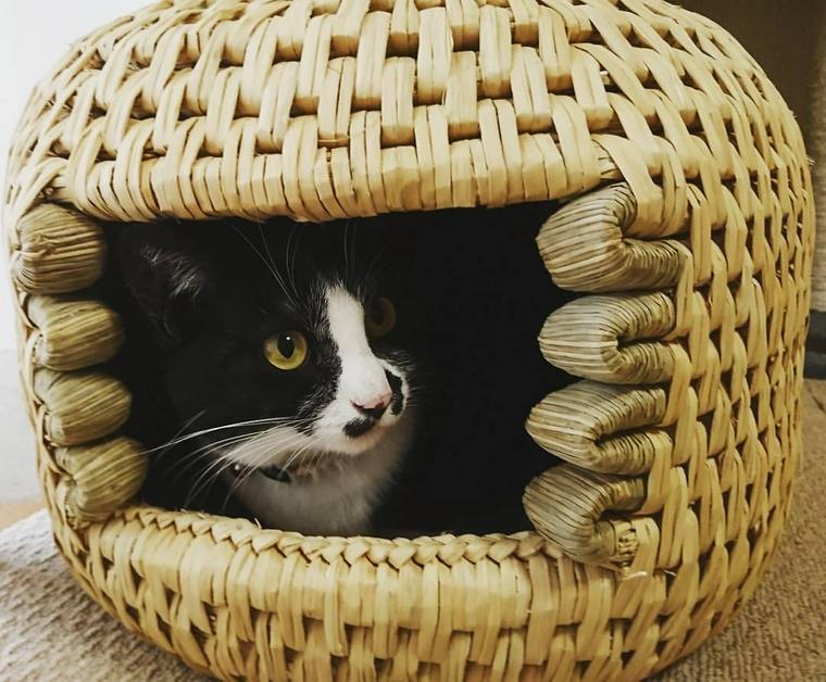猫ちぐらに入っている猫