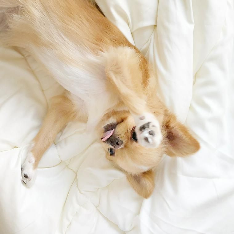 犬の肉球のアップ写真