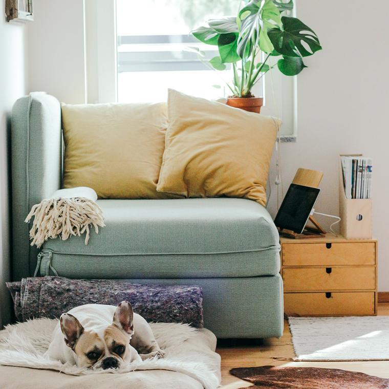 部屋でくつろぐ犬