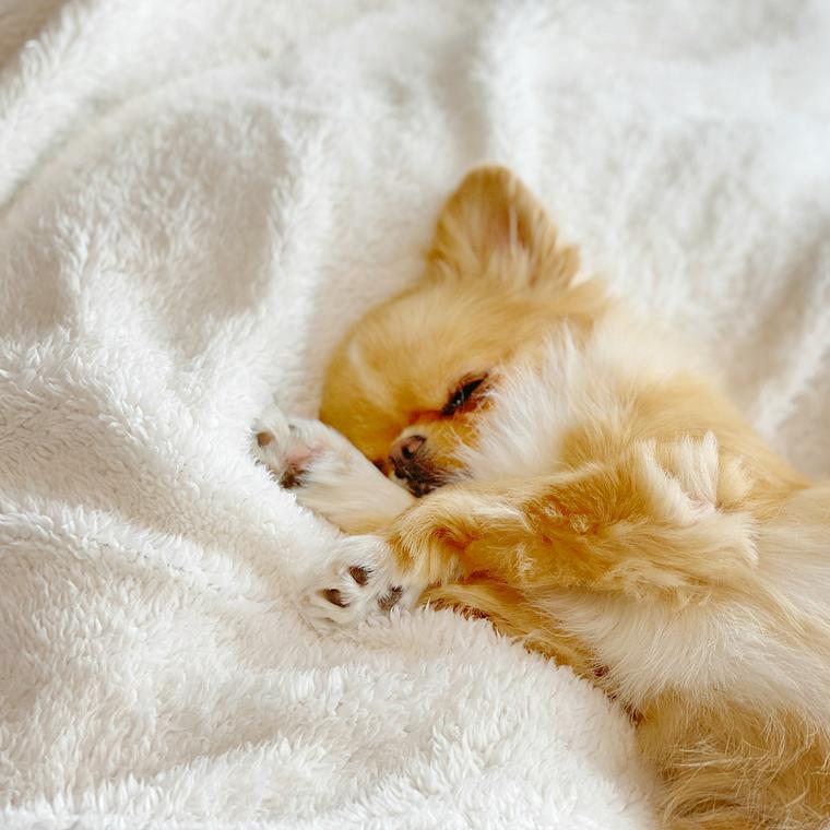 犬と一緒に寝るのはやめるべき よくない理由や寝たがる心理 必要なしつけを解説 ペトコト