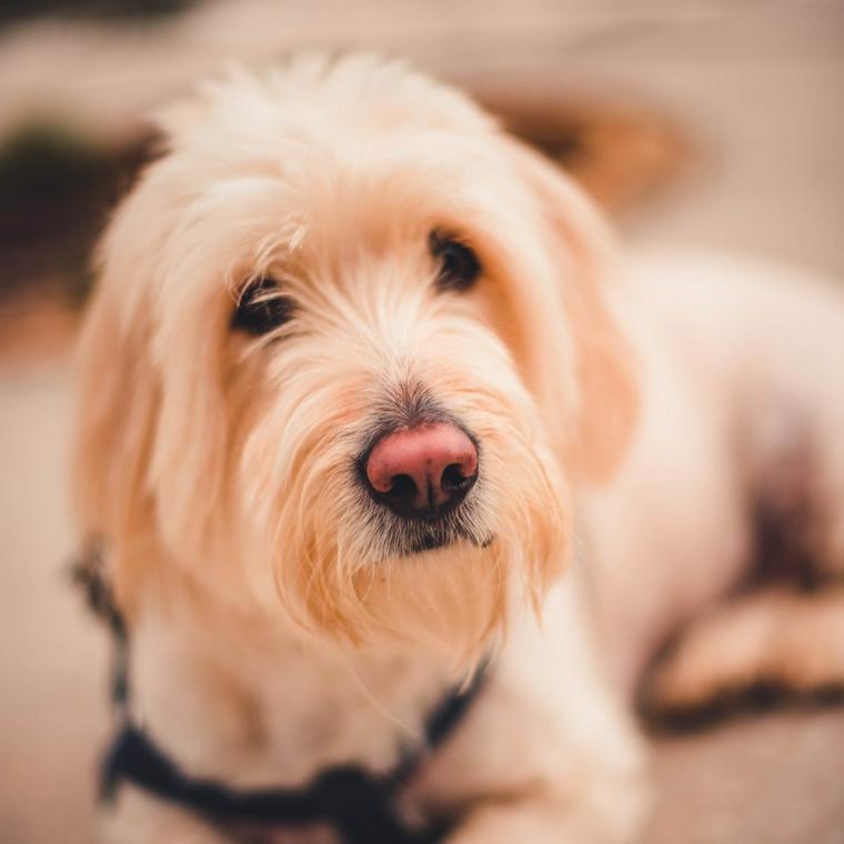 白い犬