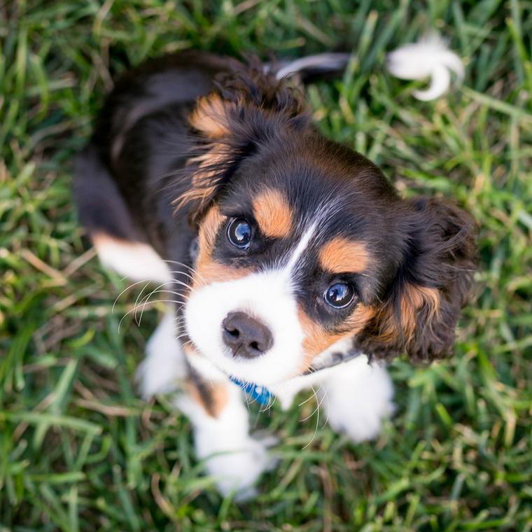 犬の粘液便とは 注意したい便の状態や原因などを獣医師が解説 ペトコト