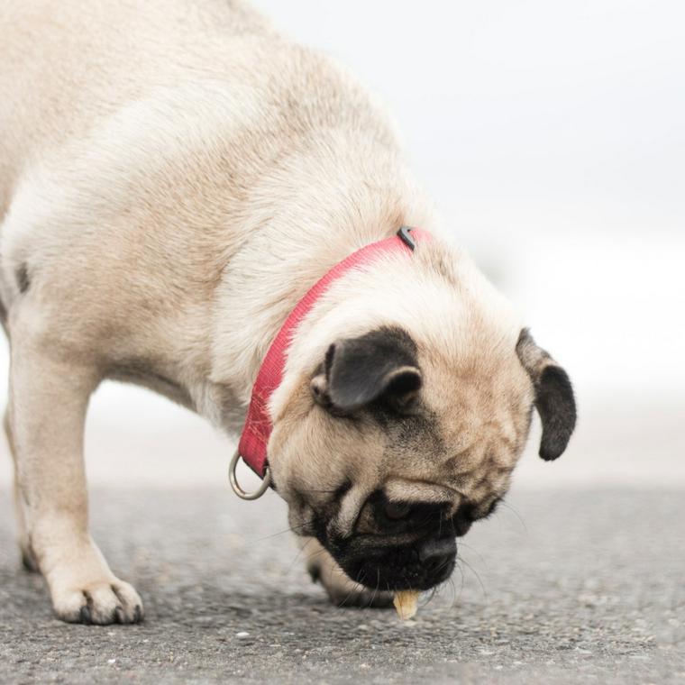 犬はミミズの匂いが好き 体をすりつけたり食べたりする理由とは ペトコト