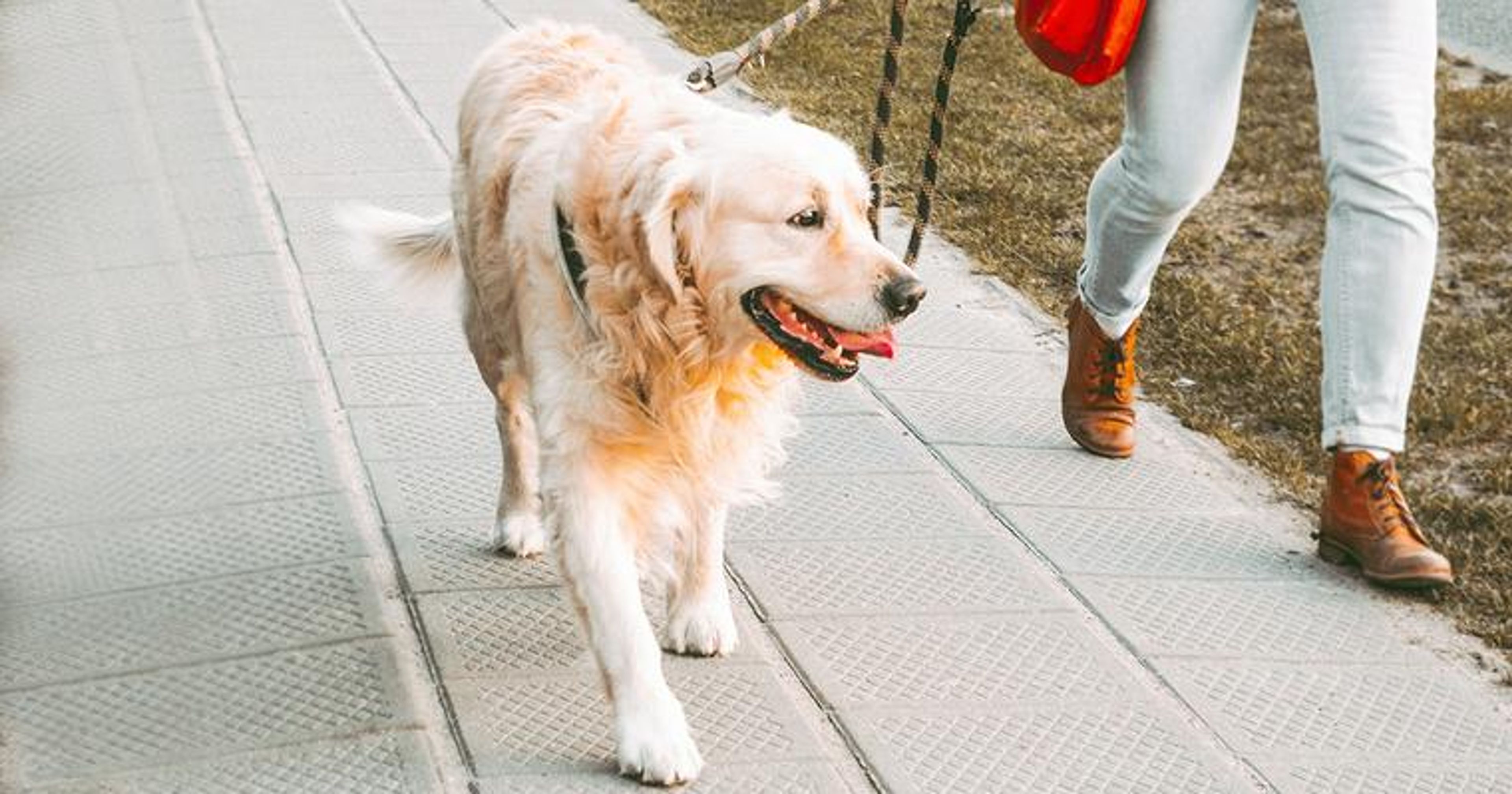 【トレーナー・獣医師監修】ゴールデンレトリーバーってどんな犬？性格・特徴・育て方・迎え方