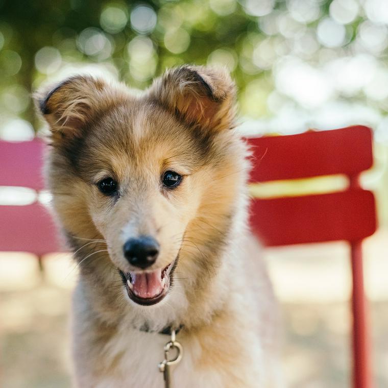 シェルティの子犬